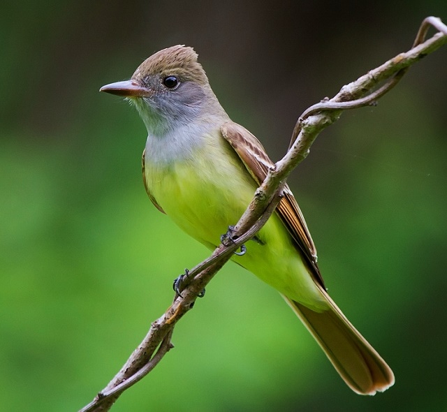 Great crested flycatcher