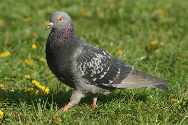 Rock Pigeon Feral Pigeon
