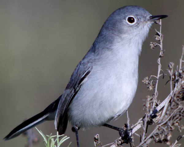 blue grey gnatcatcher